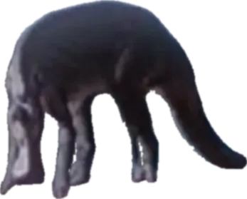 T-REX